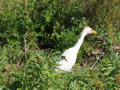 Bubulcus ibis