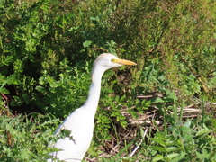 Bubulcus ibis