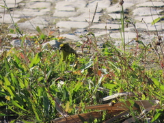 Serinus serinus