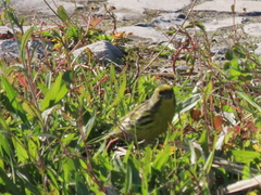 Serinus serinus