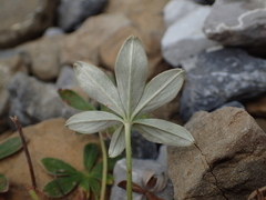 Potentilla alchimilloides
