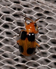 Aulacophora hilaris
