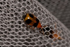 Aulacophora hilaris