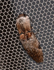 Cryptalaus prosectus