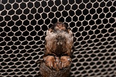 Cryptalaus prosectus