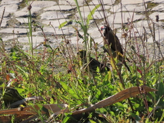 Carduelis carduelis