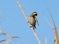 Carduelis carduelis