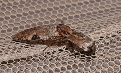 Cryptalaus prosectus