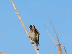 Carduelis carduelis