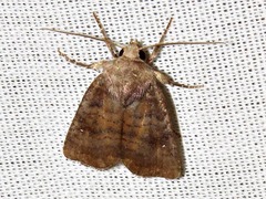 Caradrina tenebrata