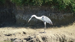 Ardea cocoi