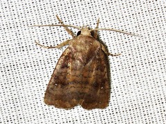 Caradrina tenebrata