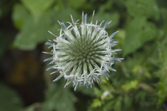 Echinops ossicus