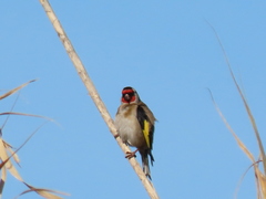 Carduelis carduelis