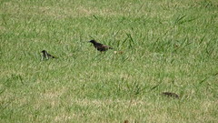 Sturnus vulgaris