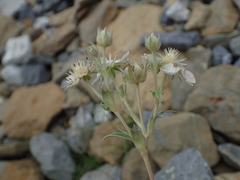 Potentilla alchimilloides