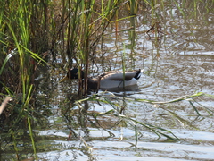Anas platyrhynchos