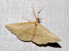 Palaeaspilates inoffensa