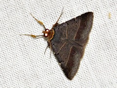 Plecoptera melalepis