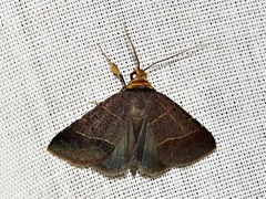 Plecoptera melalepis