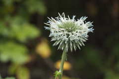 Echinops ossicus