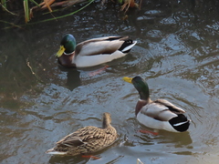 Anas platyrhynchos