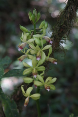 Image of Calanthe landyae