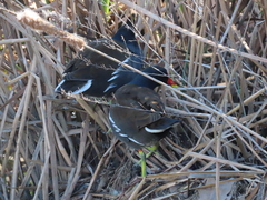 Gallinula chloropus