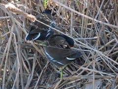 Gallinula chloropus