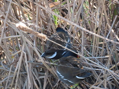 Gallinula chloropus