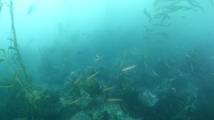 Halichoeres californicus