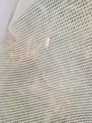 Phyllonorycter kuhlweiniella
