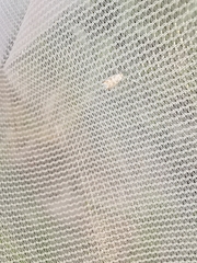 Phyllonorycter kuhlweiniella