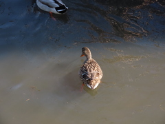 Anas platyrhynchos