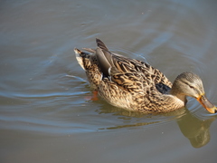 Anas platyrhynchos