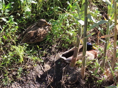 Anas platyrhynchos