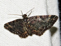 Melanthia ustiplaga