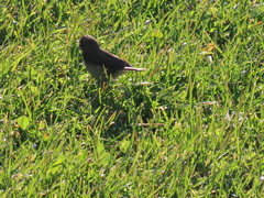 Phylloscopus collybita