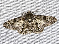 Ascotis reciprocaria