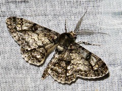 Ascotis reciprocaria