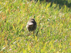 Phylloscopus collybita