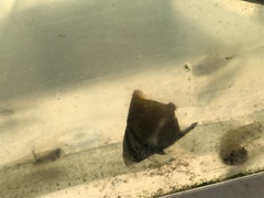 Monodactylus argenteus