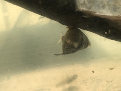Monodactylus argenteus