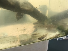 Monodactylus argenteus