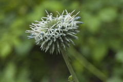 Echinops ossicus