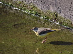 Motacilla cinerea