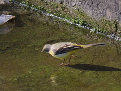 Motacilla cinerea