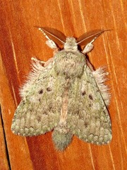 Desmeocraera interpellatrix