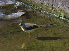 Motacilla cinerea