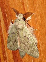 Desmeocraera interpellatrix